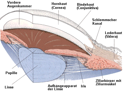Schnittbild des Augapfels mit deutlicher Darstellung des Aufhngeapparates der Linse