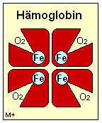 Hmoglobin