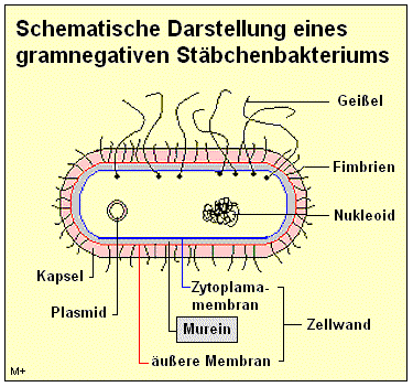 Schematische Darstellung eines Stbchenbakteriums