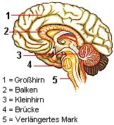 Grohirn, Kleinhirn, Brcke und verlngertes Mark bilden das Gehirn des Menschen.