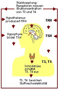 Regelkreis fr die Schilddrsenhormone T3 und T4.