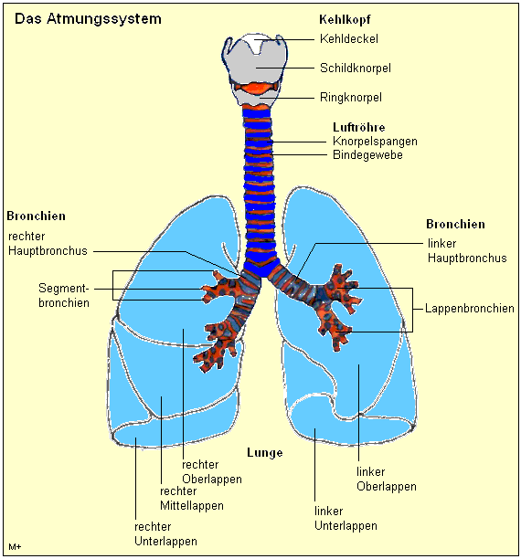 Darstellung der unteren Luftwege mit Kehlkopf, Luftrhre, Bronchien und Lungen