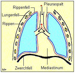 Die Pleura besteht aus 2 Blttern, dem Lungenfell und dem Rippenfell