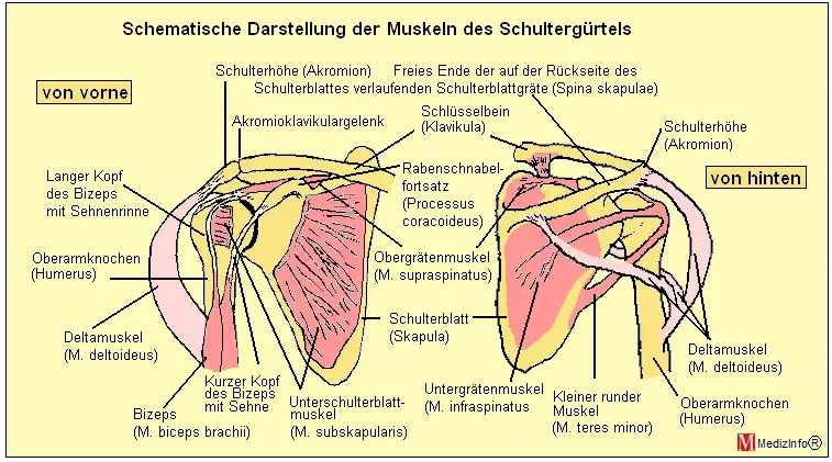 Schematische Darstellung der Muskeln des Schultergrtels