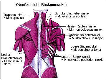 Oberflchliche Rckenmuskeln